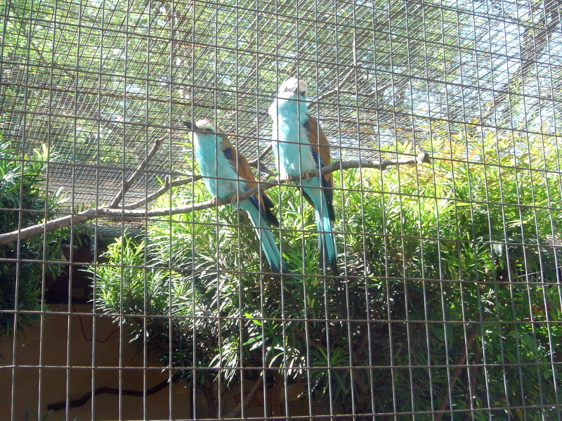 2006/04(Apr)/04(Zoo-Chance-Dax)/800x600_2006-04-08 15-18-31.JPG